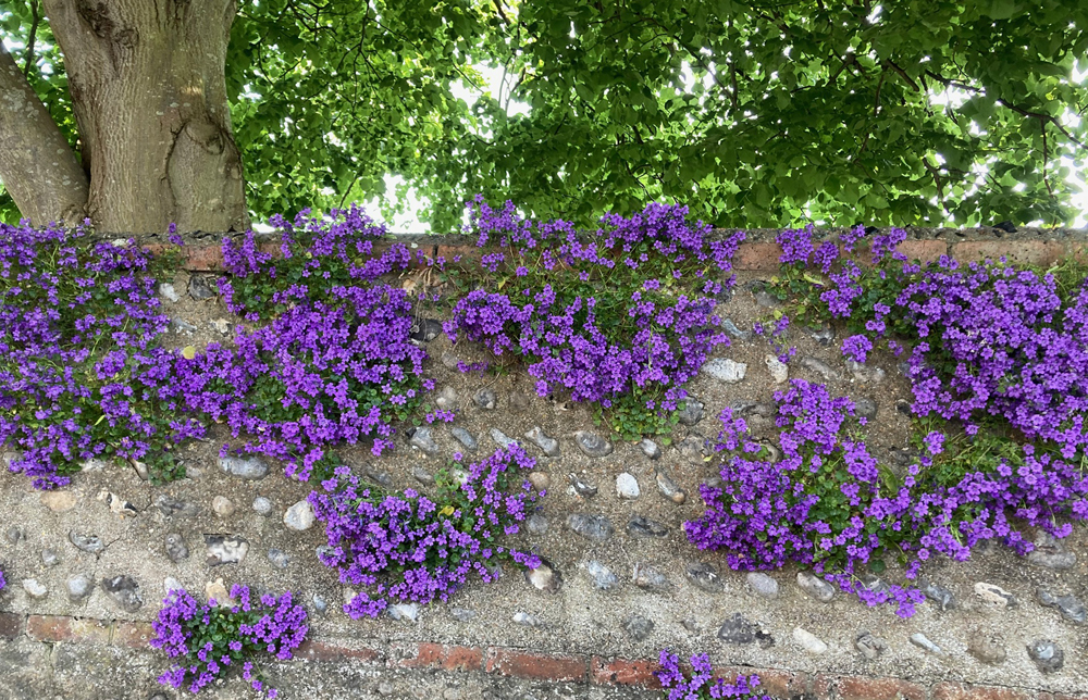 Thursday May 22nd (2025) Saffrons Road, Eastbourne width=