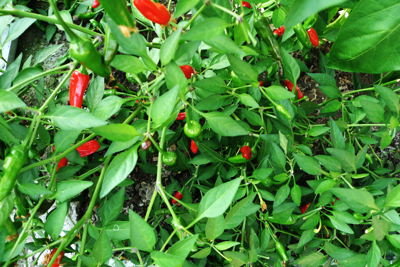 Sunday August 10th (2014) Chillies width=