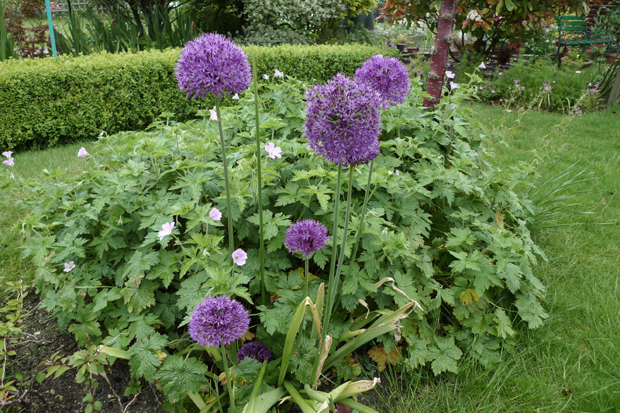 Tuesday May 16th (2017) Alliums in the Garden width=