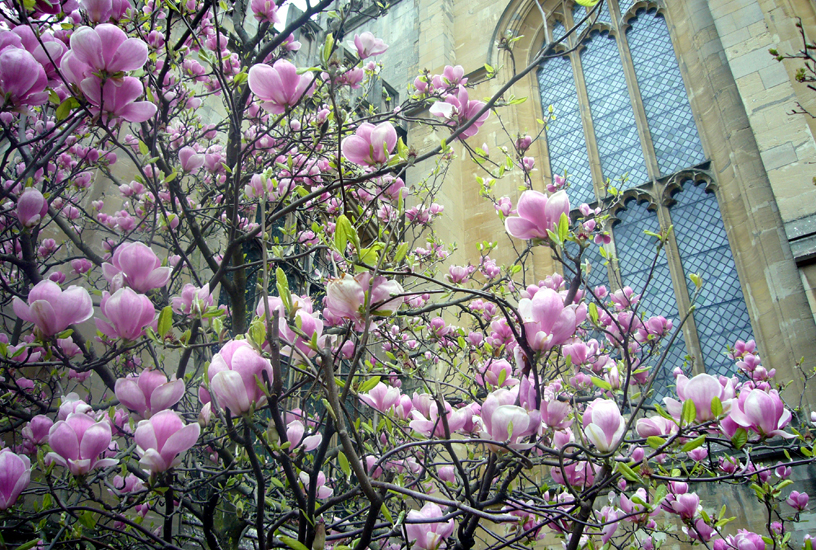 Tuesday April 3rd (2007) Magnolia width=