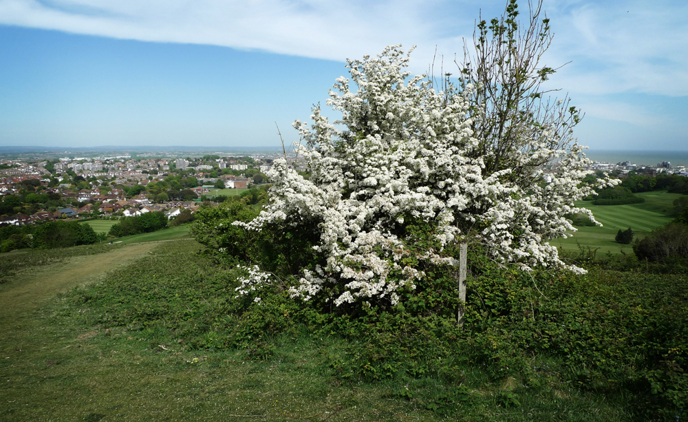 Saturday May 16th (2020) Crataegus, commonly called hawthorn, quickthorn, thornapple, May-tree or whitethorn. width=