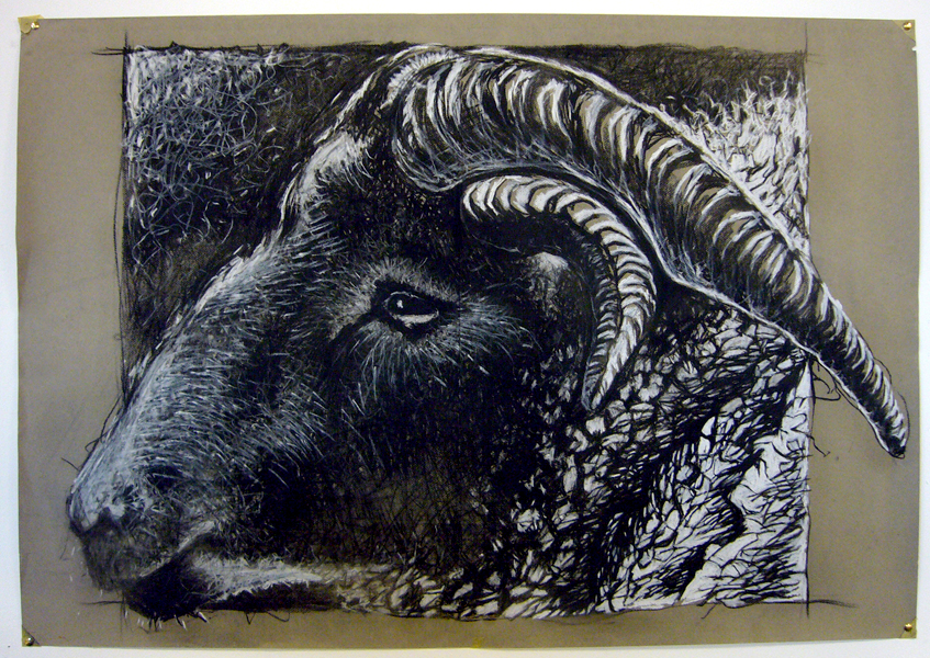 Monday November 10th (2008) Ben's Sheep Drawing width=