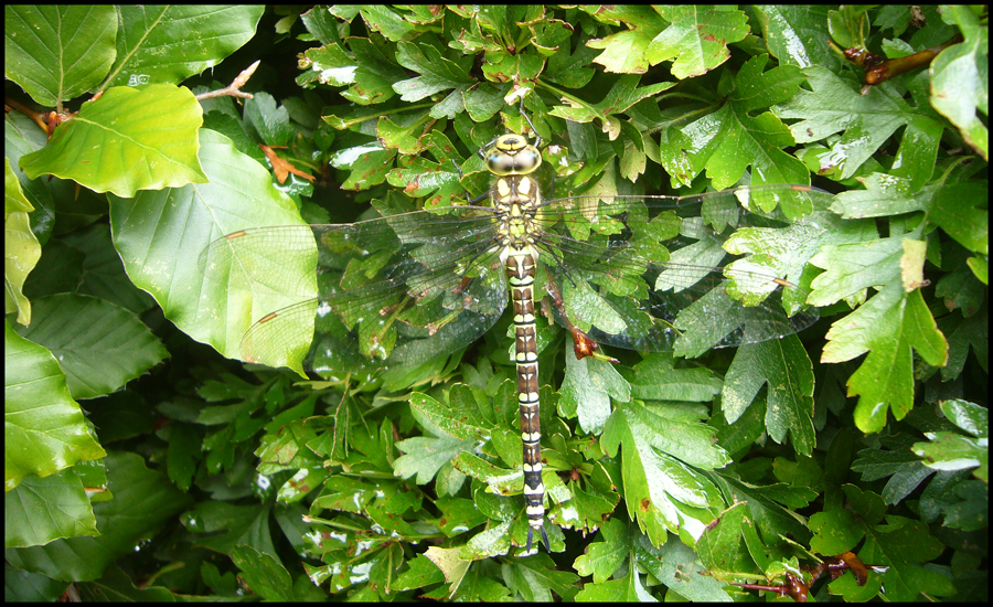 Wednesday August 19th (2009) Dragonfly width=