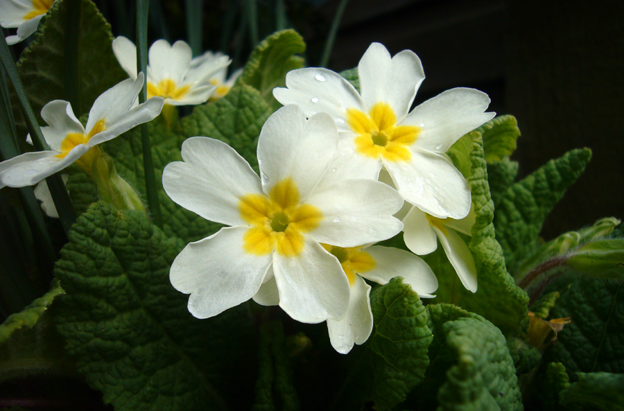 Wednesday March 25th (2009) Primroses width=