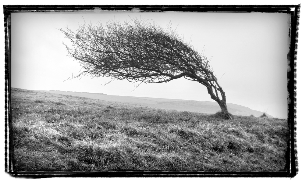 Monday November 22nd (2010) Prevailing wind (No.1) width=