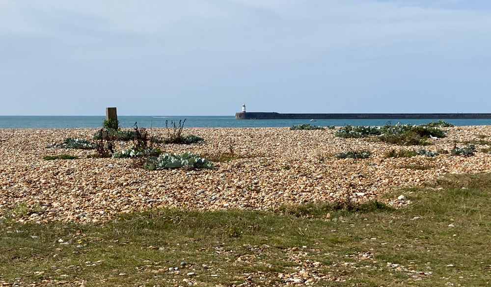 Tuesday October 29th (2024) Tide Mills, Seaford width=