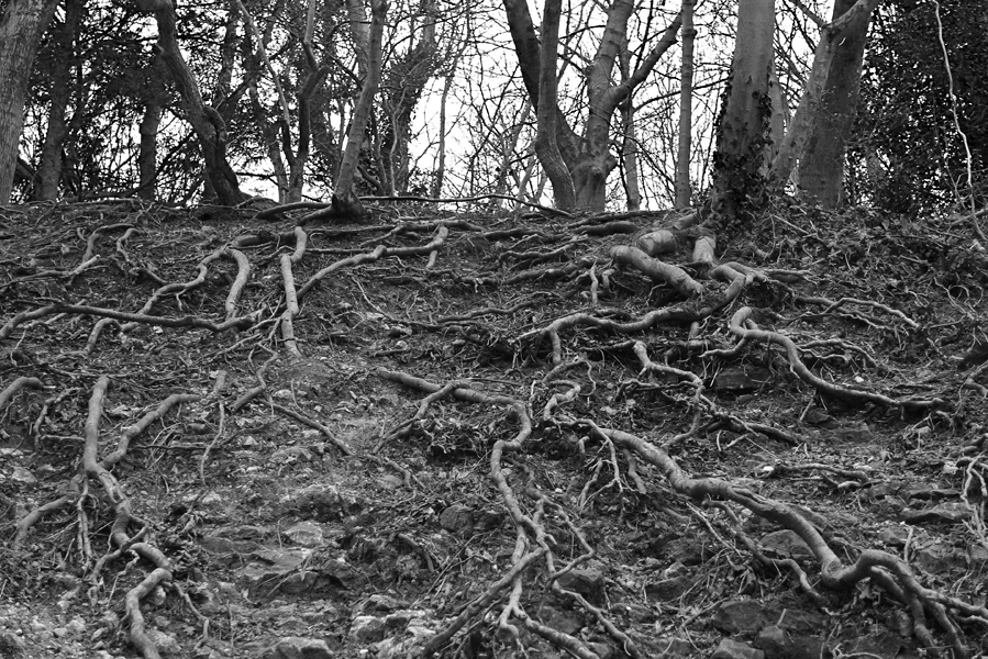 Wednesday March 23rd (2016) Exposed Roots. width=