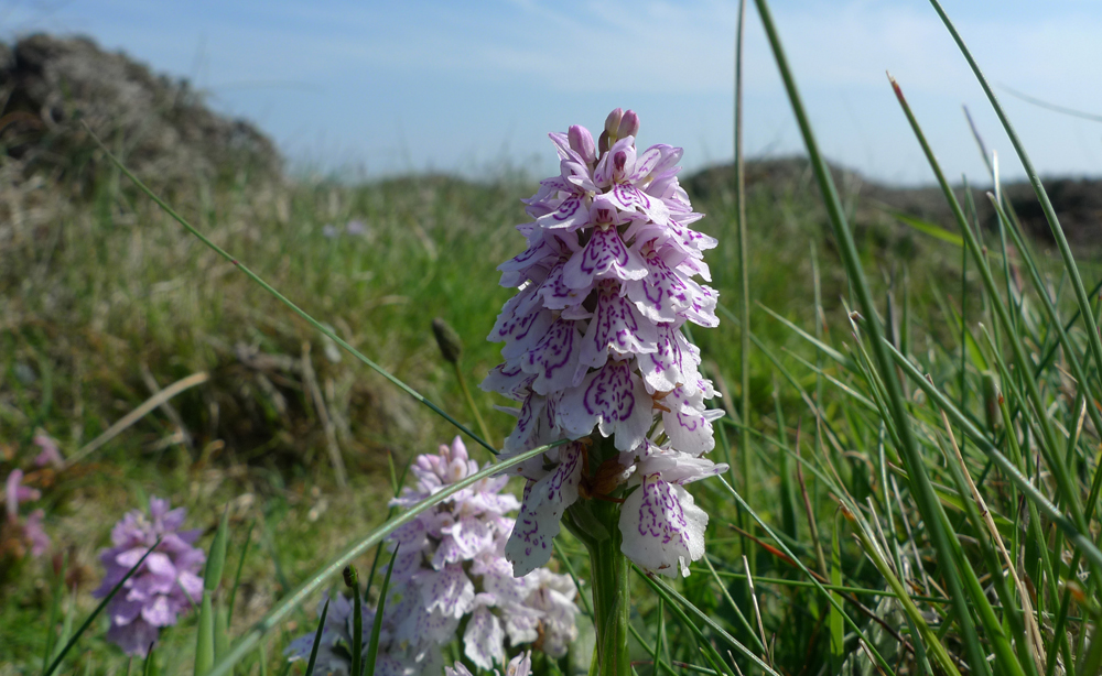 Friday June 15th (2018) Heath Spotted Orchid (Dactylorhiza Maculata) width=