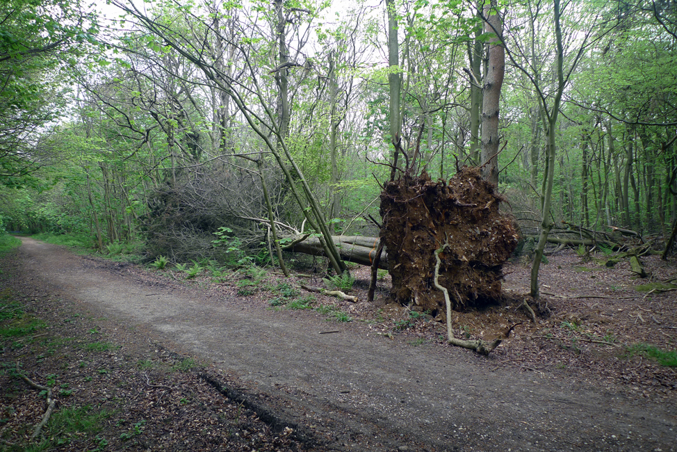 Friday May 20th (2022) There's a tree down in Friston Forest width=