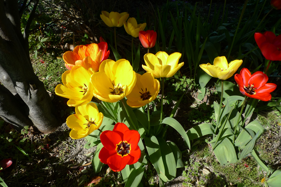 Tuesday April 7th (2020) Tulips in the garden ... width=