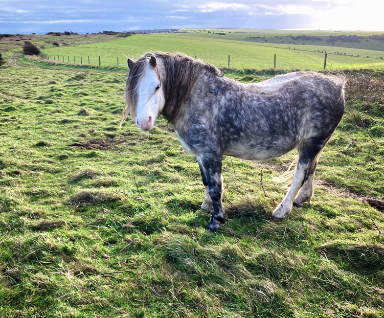 Monday December 16th (2024) Alone on the South Downs width=