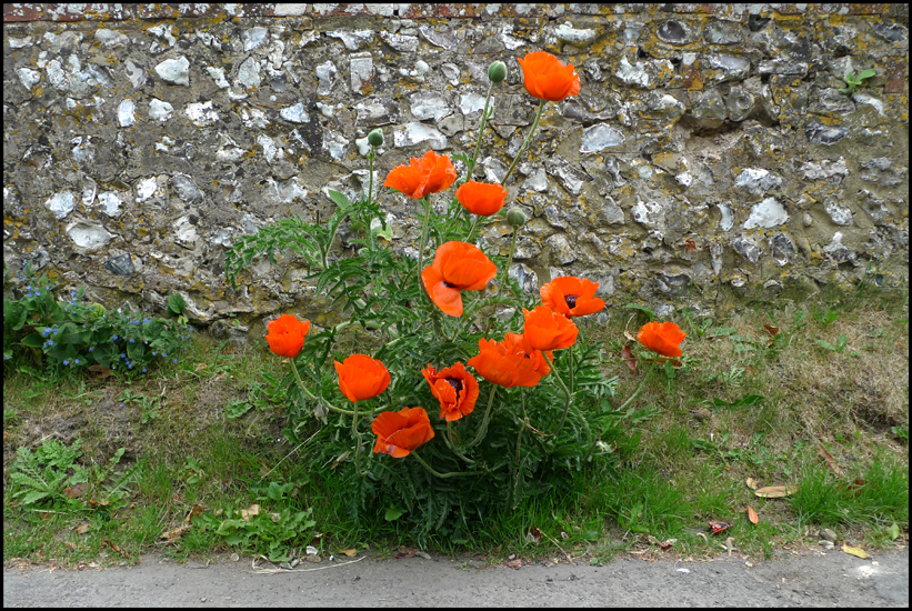 Friday May 20th (2011) Flint wall and wild poppies. width=