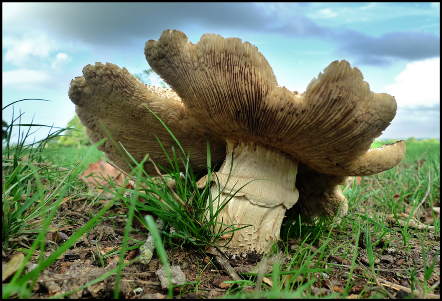 Saturday September 11th (2010) Mushroom width=