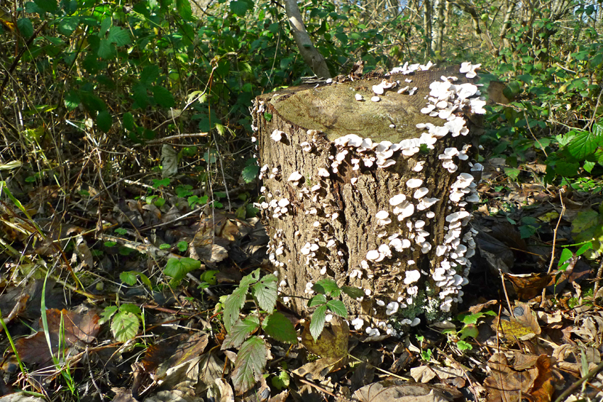 Thursday January 16th (2014) Stump and fungus width=