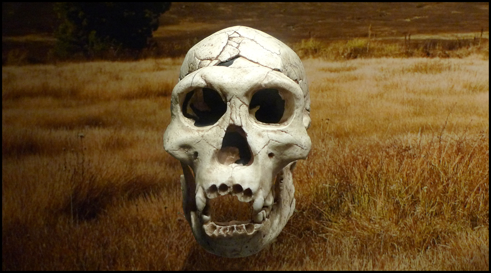 Tuesday July 16th (2013) Skull in the Ashmolean width=
