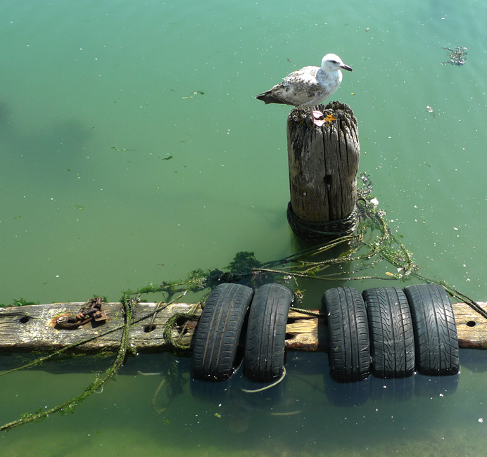 Monday June 3rd (2024) Five tyres and young seagull width=