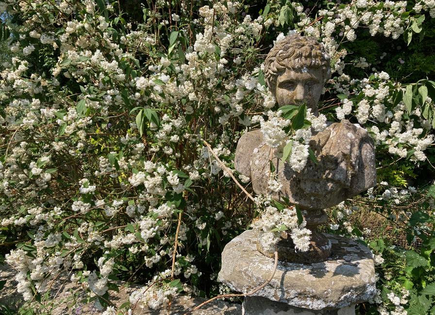 Sunday June 22nd (2025) Hiding in the bushes width=