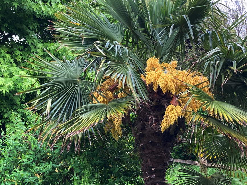 Thursday May 16th (2024) Palm in Motcoombe Park width=