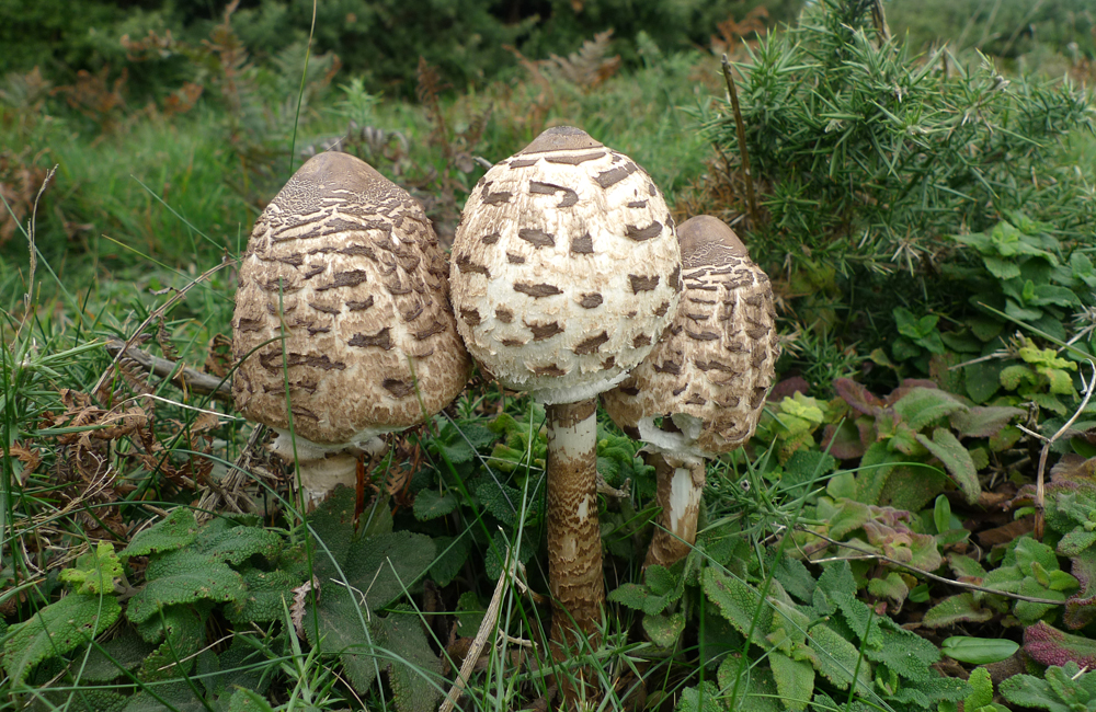 Monday October 7th (2024) It fungi time of the year width=