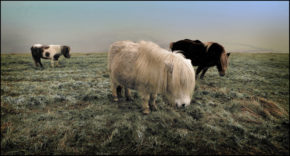 Monday January 7th (2013) Ponies on the south downs. width=