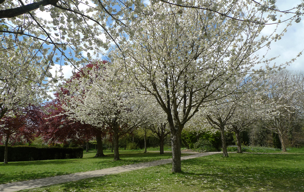 Tuesday May 4th (2021) Gildredge Park blossom width=