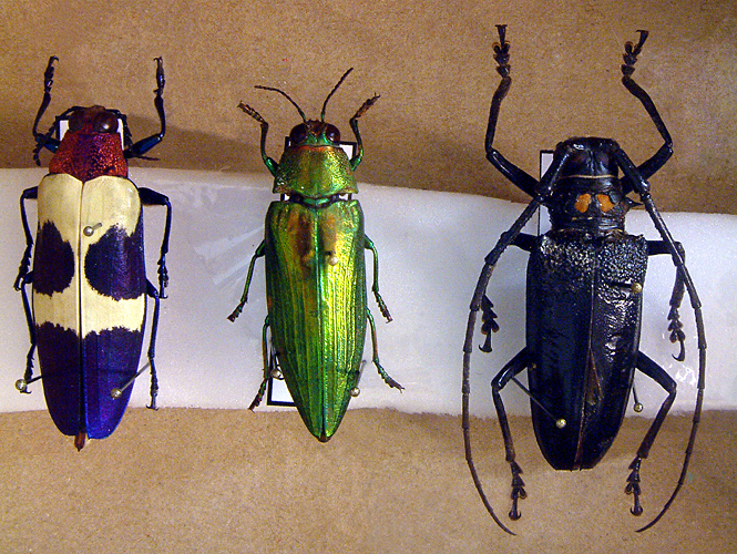 Monday February 20th (2006) Three Insects width=