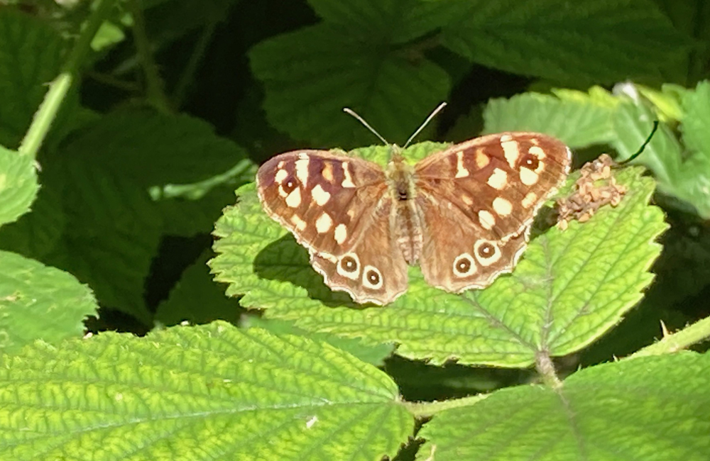 Monday June 2nd (2025) Speckled Wood Butterfly width=