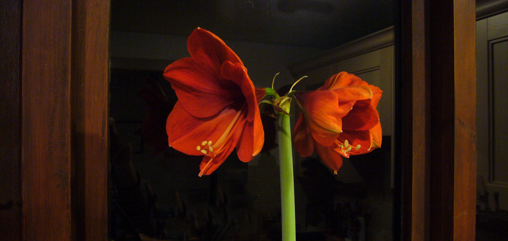 Saturday January 31st (2009) Flower width=