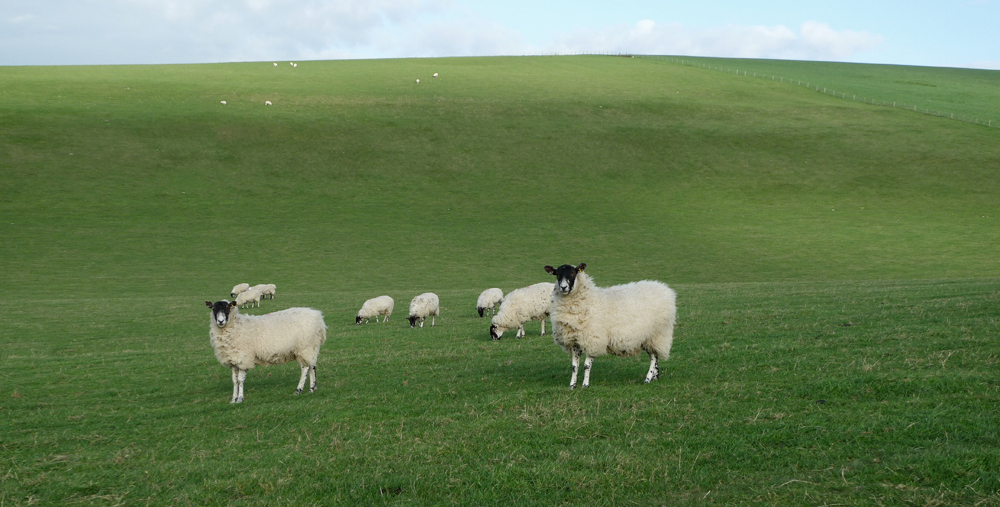 Sunday December 14th (2014) Sheep on the rolling South Downs. width=