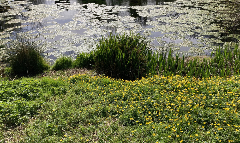 Wednesday March 18th (2026) Motcombe park width=