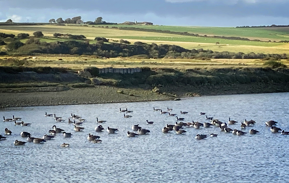Friday October 1st (2021) Canada geese (Branta Canadensis) width=