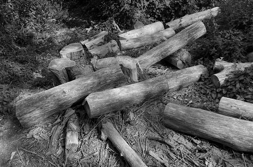 Tuesday July 30th (2024) Logs in dappled sun width=