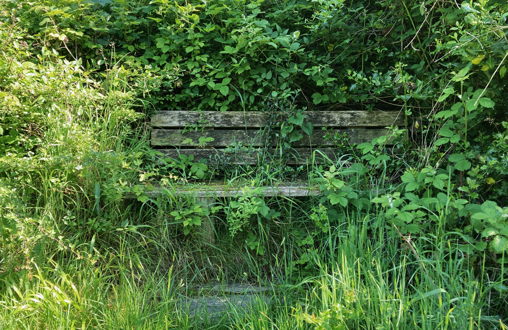 Sunday June 1st (2025) Disappearing bench width=
