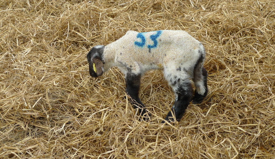 Monday April 6th (2015) Lamb width=