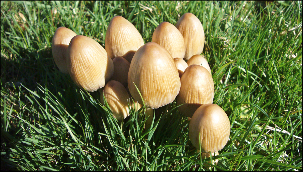 Thursday October 11th (2012) Mushrooms. width=