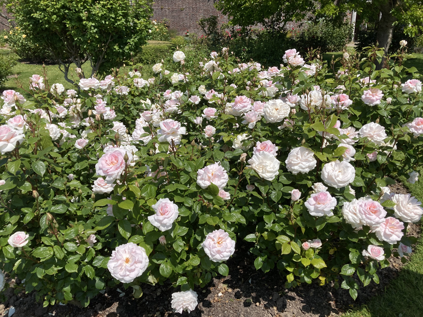 Thursday June 1st (2023) Rosa 'A whiter shade of pale' width=