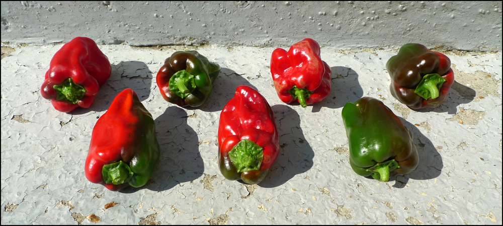 Friday August 30th (2013) Seven peppers from the greenhouse width=