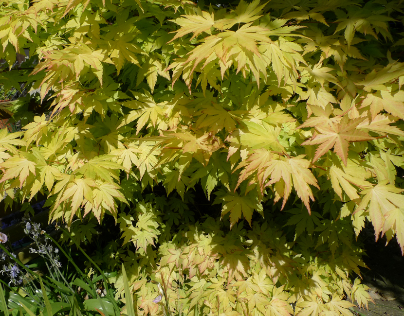 Friday April 24th (2020) Yellow acer - back garden. width=