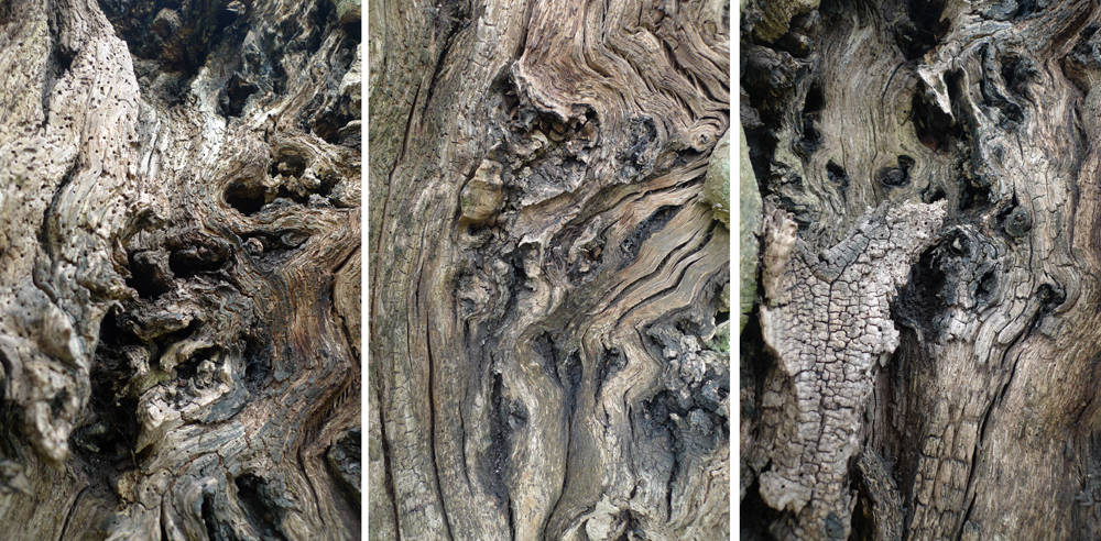 Thursday April 16th (2020) Gnarled tree bark on Willingdon Hill. width=