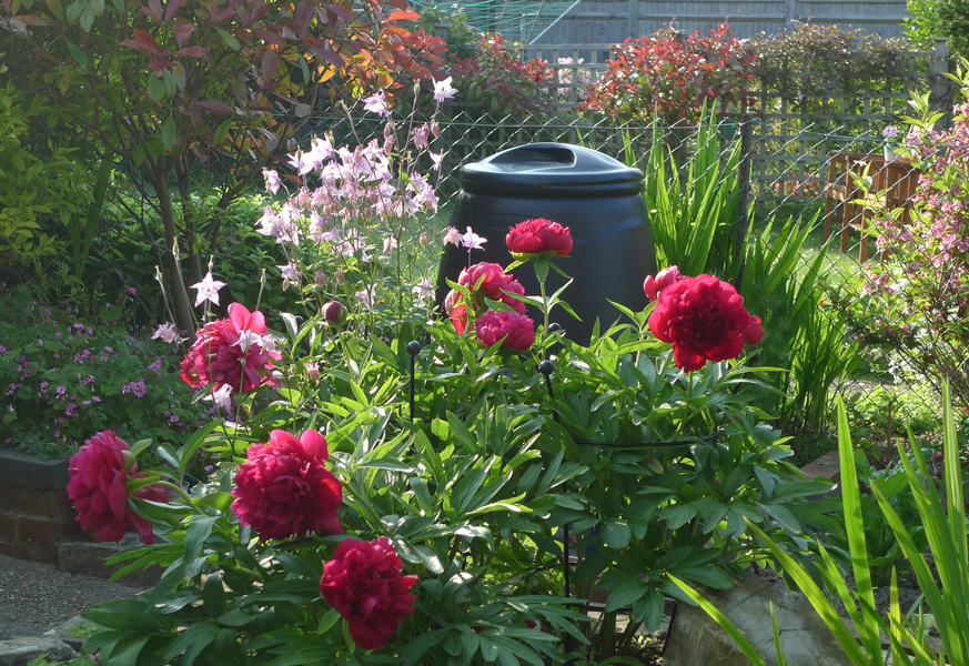 Sunday May 29th (2016) Peony, Aquilegia and Compost bin width=