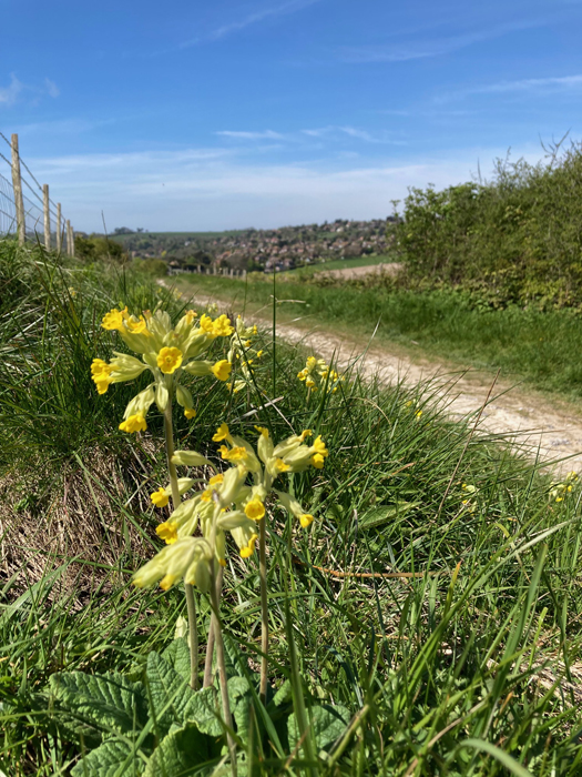 Sunday April 28th (2024) Cowslips width=