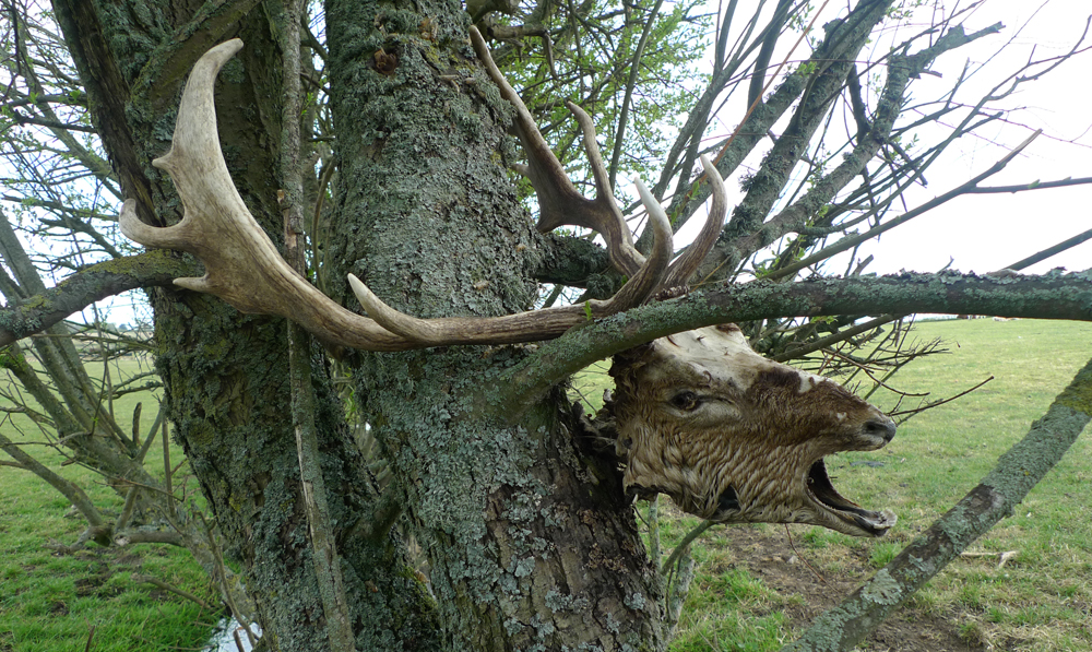 Sunday May 9th (2021) Decapitated deer head in a tree. width=