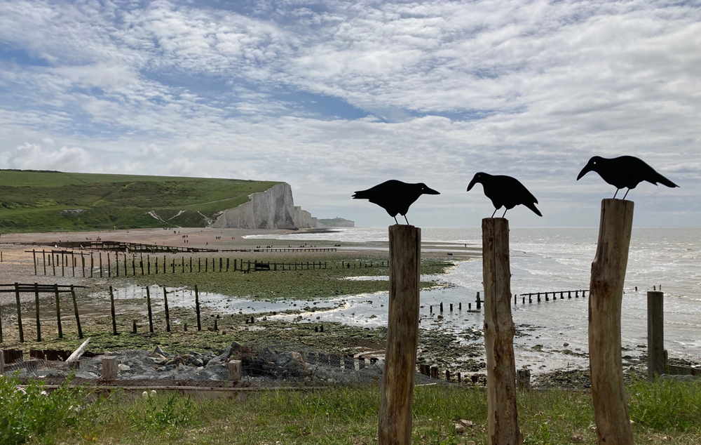 Monday May 27th (2024) Three birds against Cuckmere Haven and the Seven Sisters width=