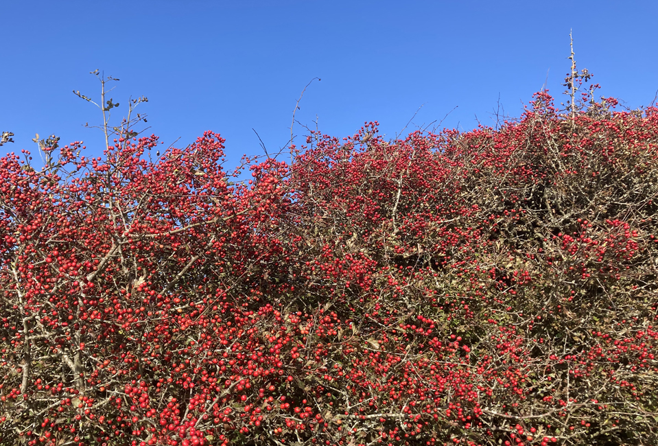 Monday October 2nd (2023) Red berries against a blue sky. width=