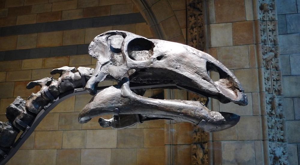Monday October 8th (2018) Skull of a dinosaur. width=