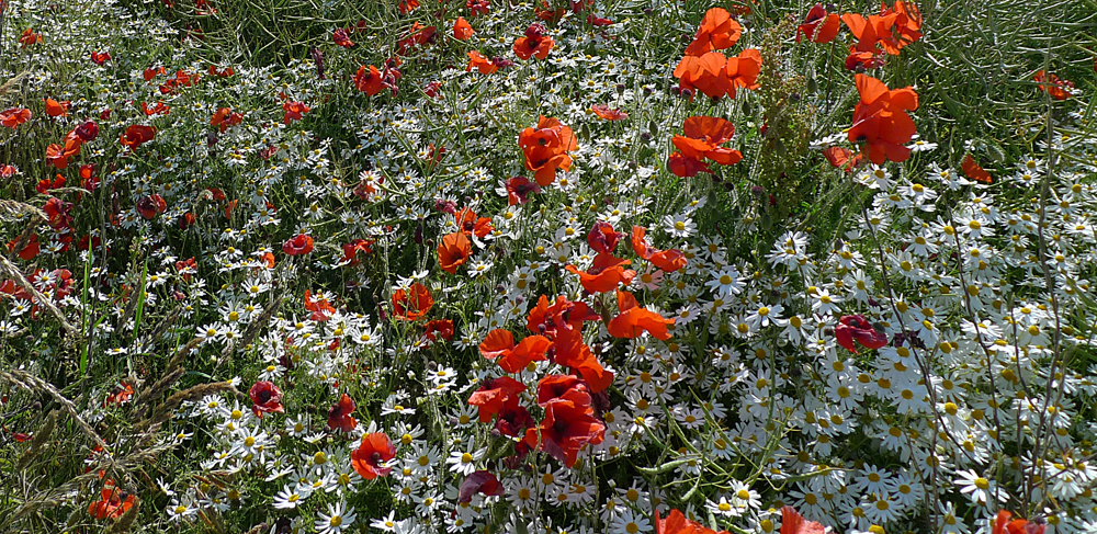 Monday July 20th (2020) Daisies and poppies. width=