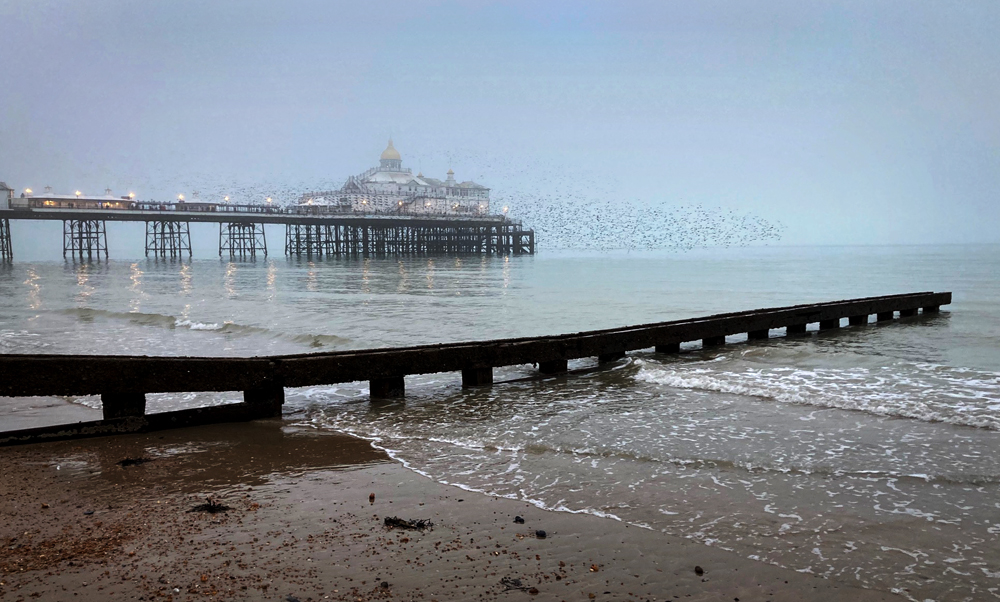 Friday December 27th (2024) A bit misty for the starling murmuration today width=