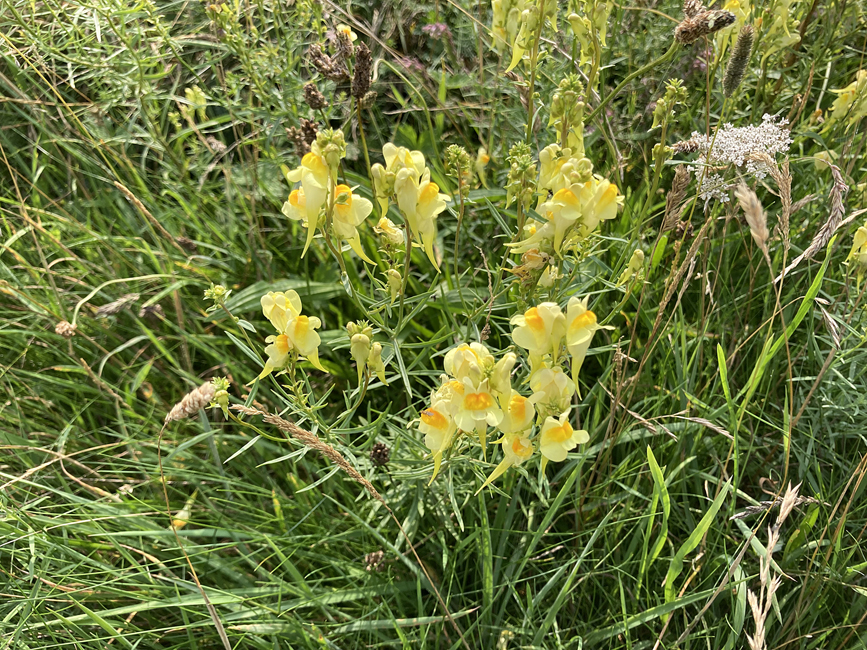 Tuesday August 5th (2025) Common Toadflax width=