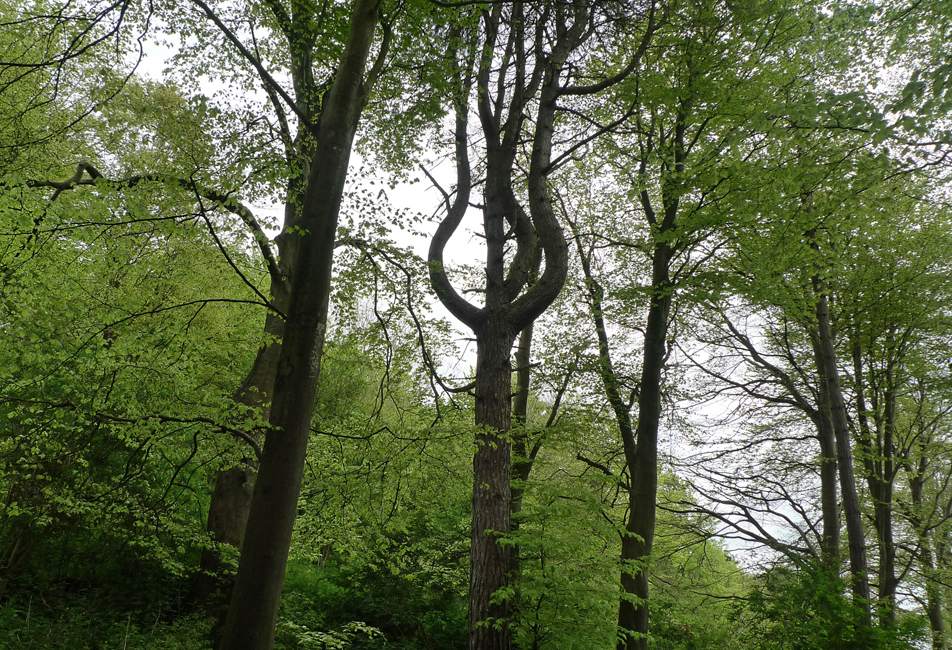 Wednesday June 1st (2022) A strange shaped tree in Friston Forest width=
