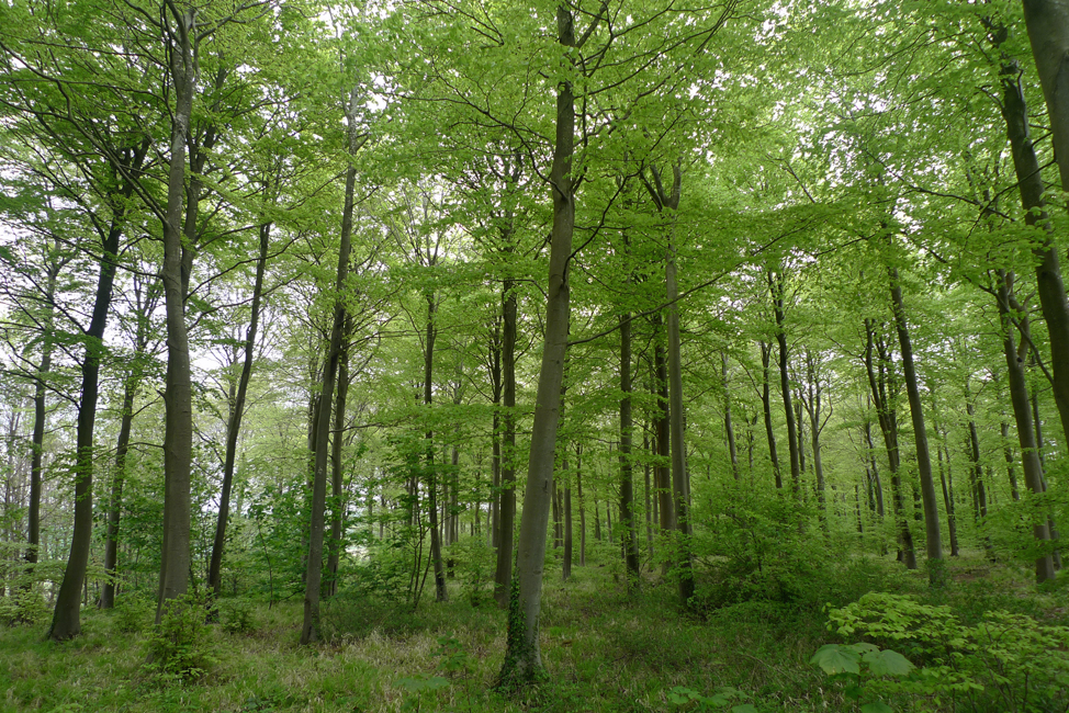Monday May 2nd (2022) Friston Forest looked fantastic today width=
